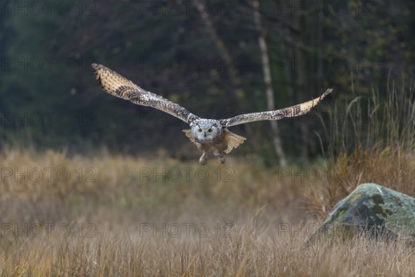 One Siberian Eagle Owl (Bubo bubo sibiricus) flying over tall reed grass lakeshore on an autumnal misty cold morning
