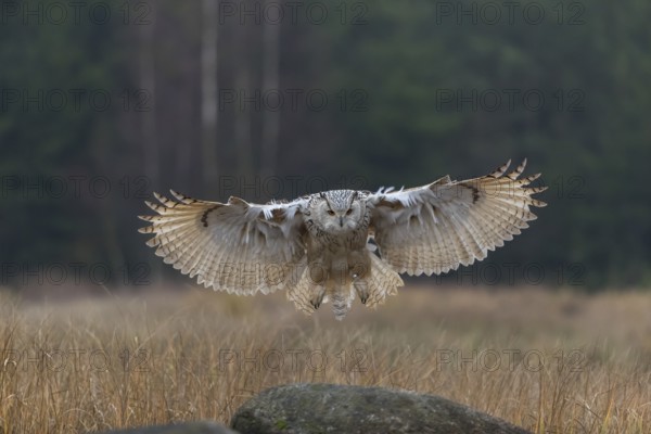 One Siberian Eagle Owl (Bubo bubo sibiricus) landing on a rock between tall reed grass lakeshore on an autumnal misty cold morning