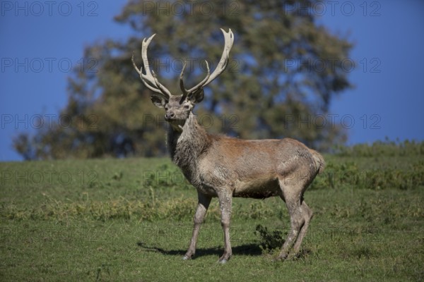 Red Deer stag at the rutting season. Sky in background