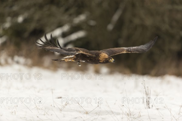 One golden eagle (Aquila chrysaetos) flying over a snowy meadow. A forest in the background. Carries a GPS Transmitter on it's back
