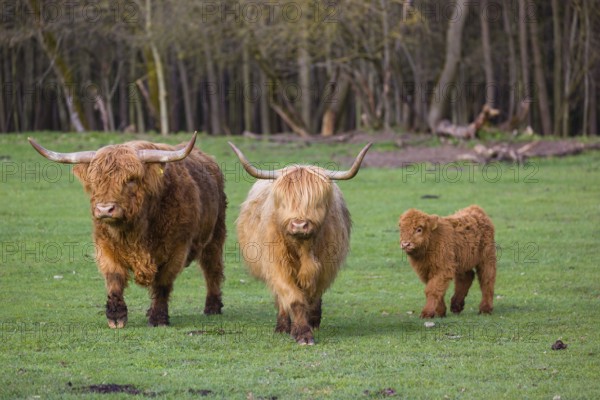 A family of Highlands (Bos (primigenius), a bull, a cow and a calf stand on a pasture at a forest edge