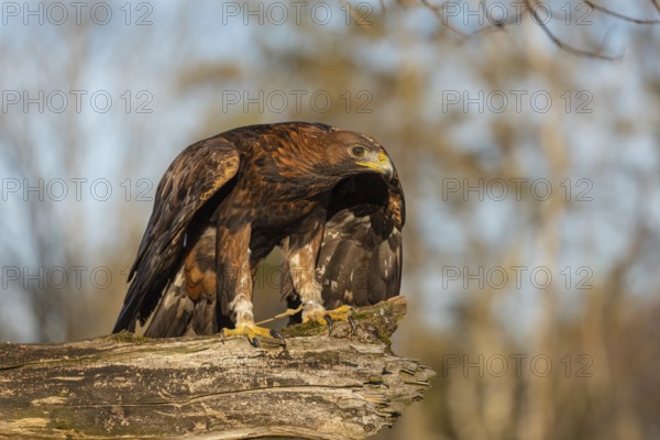 One golden eagle (Aquila chrysaetos) sitting on a broken and rotting log with fall foliage in the background