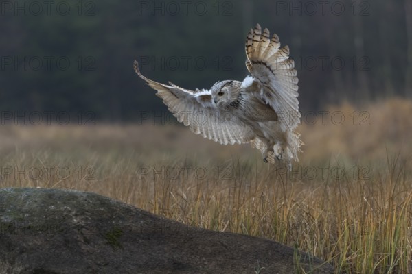 One Siberian Eagle Owl (Bubo bubo sibiricus) landing on a rock between tall reed grass lakeshore on an autumnal misty cold morning