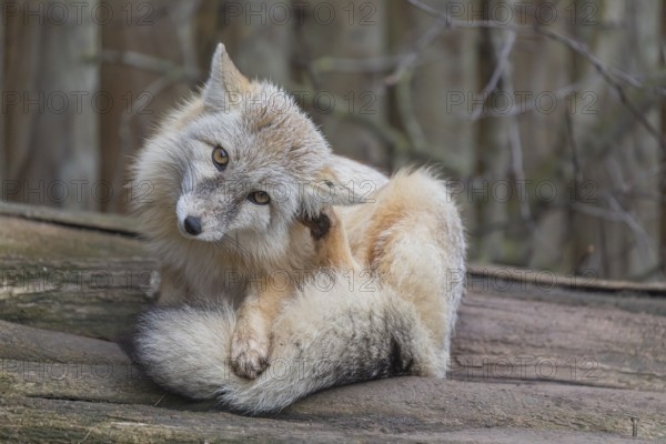 One corsac fox (Vulpes corsac) grooming himself, lying on a log