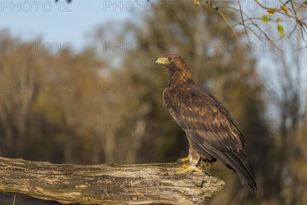 One golden eagle (Aquila chrysaetos) sitting on a broken and rotting log with fall foliage in the background