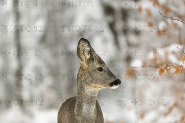 Portrait of a young male Roe Deer, Roe buck (Capreolus capreolus), standing in a forest in deep snow. Trees in the background