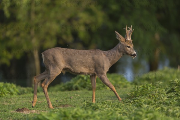 One male Roe Deer, Roe buck (Capreolus capreolus), running over a green meadow with some green trees in the background