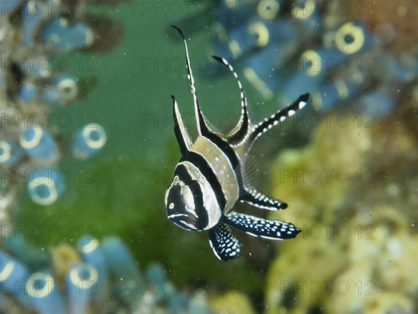 A stylish fish with long fins, Banggai cardinalfish (Pterapogon kauderni), swimming in the underwater world, dive site Secret Bay, Gilimanuk, Bali, Indonesia, Asia