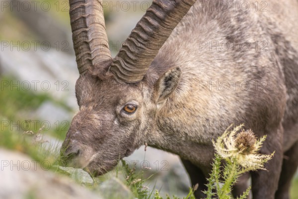 Ibex (Capra ibex) in the rocky mountains of the Italian Alps in the Gran Paradiso National Park. Valsavaranche, Aosta, Italy, Europe