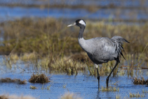 Common crane (Grus grus), Hornborga, Sweden, Europe