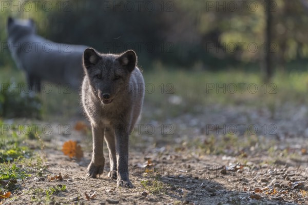 One young arctic fox (Vulpes lagopus), (white fox, polar fox, or snow fox) running towards the camera in backlit condition on a sunny day. Some other foxes in the background