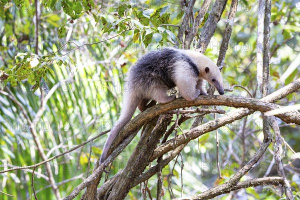 Southern tamandua (Tamandua tetradactyla) Pantanal Brazil