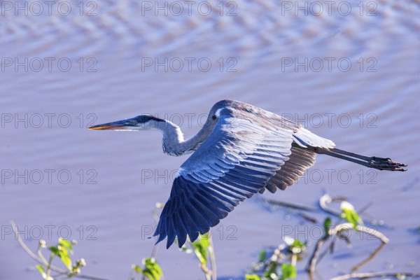 Cocoi Heron (Ardea cocoi) Pantanal Brazil