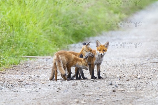 Fox (Vulpes vulpes) puppies Germany