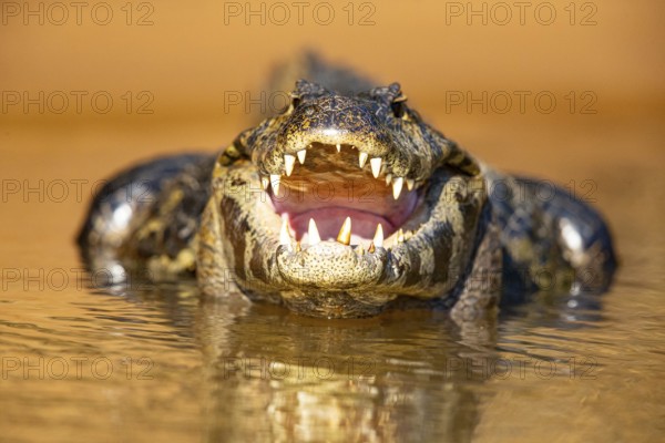 Spectacled caiman (Caiman crocodilius) Panatanal Brazil