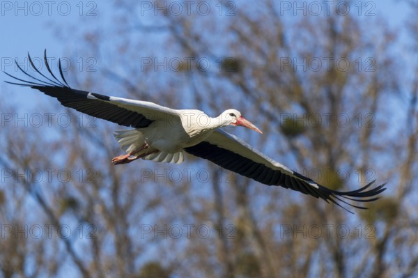 A stork glides with majestic wings over a wooded area, white stork (Ciconia ciconia), wildlife, Germany, Europe