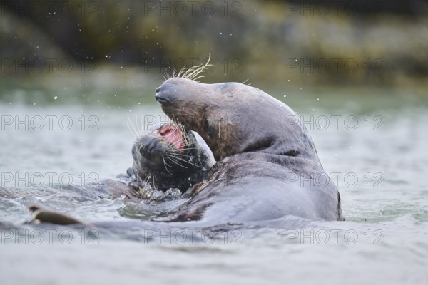 Grey seal (Halichoerus grypus) playing with each other in the water, sea, Düne, Helgoland, Schleswig-Holstein, Germany, Europe