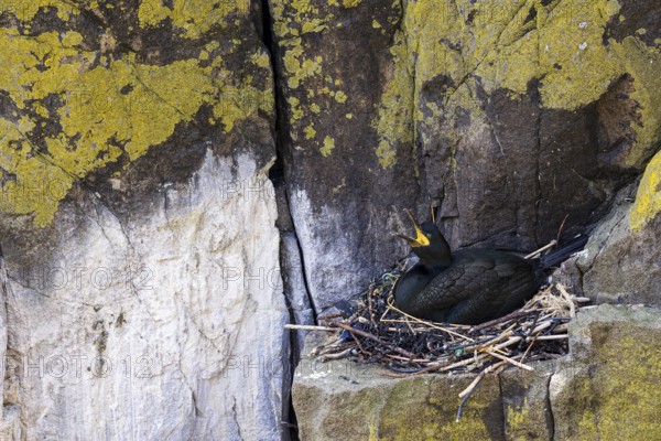 Cormorant (Phalacrocorax aristotelis) sitting on nest in front of lichen-covered rock, Isle of May, Scotland, Great Britain
