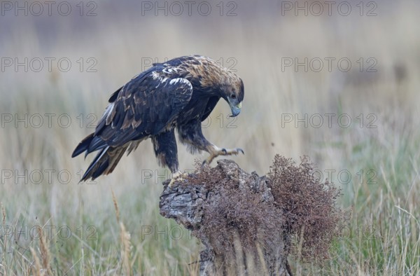 Subadult Spanish imperial eagle (Aquila adalberti), Castilla-La Mancha, Spain, Europe