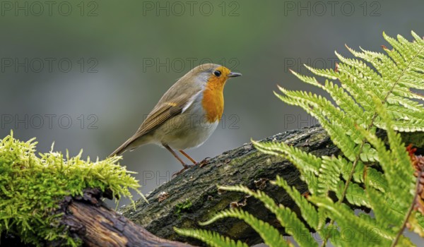 European robin (Erithacus rubecula) perched on tree stump looking for insects and other invertebrates in forest in winter