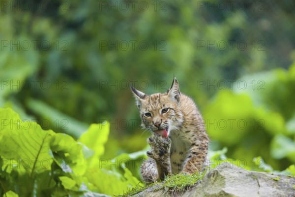 A young Eurasian lynx, (Lynx lynx) sits on a rock, grooming himself