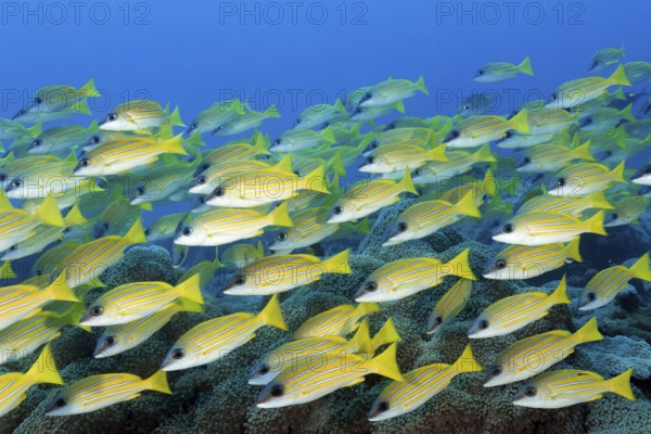 Shoal of blue-striped snappers (Lutjanus kasmira) swimming densely over coral reef, Great Barrier Reef, Unesco World Heritage Site, Coral Sea, Coral Sea, Pacific Ocean, Cairns, Queensland, Australia, Oceania