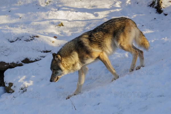 A young grey wolf (Canis lupus lupus) runs across a snow-covered meadow on a cold, sunny day