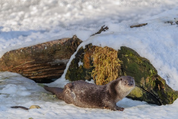 On a sunny day an otter (Lutra lutra) rests in the snow in front of a root of a dead tree