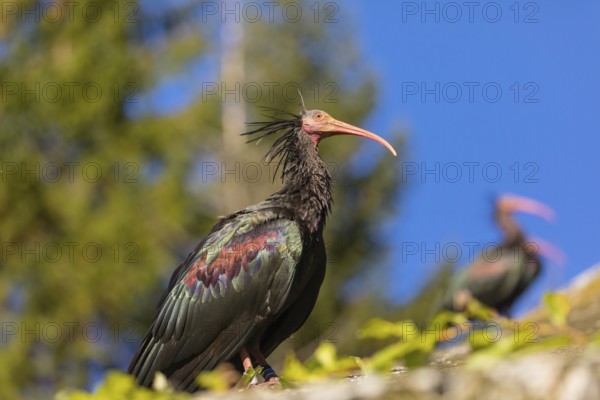 A Northern Bald Ibis, Hermit Ibis, Geronticus eremita sits on a fence, blue sky in the background