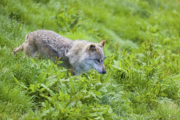 One eurasian gray wolf (Canis lupus lupus) runs over a green meadow in an open forest
