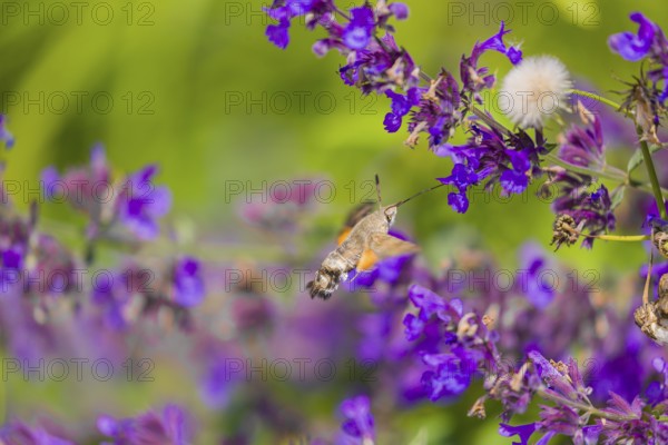 A hummingbird hawk-moth (Macroglossum stellatarum) hovering to drink from a blossom