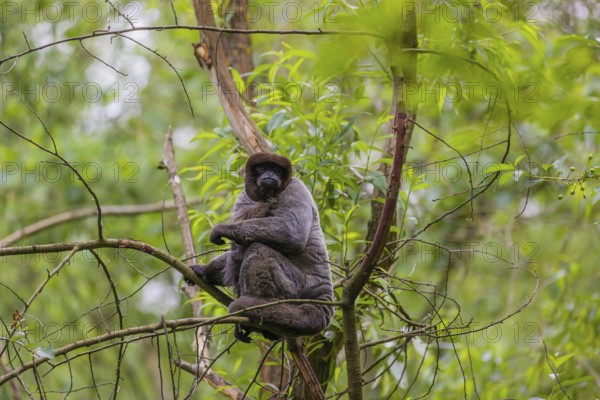 A common woolly monkey, brown woolly monkey, or Humboldt's woolly monkey (Lagothrix lagothricha) climbs in a tree