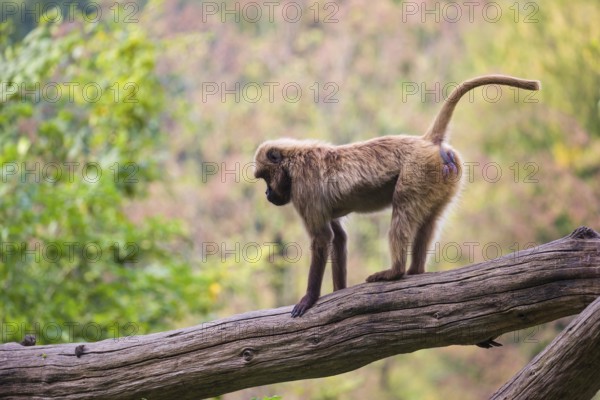 One female Gelada (Theropithecus gelada), or bleeding-heart monkey balancing on a log. A forest in the distant background