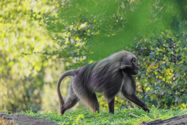 An adult male gelada (Theropithecus gelada), or bloodheart monkey, runs across a green meadow. A green forest can be seen in the background