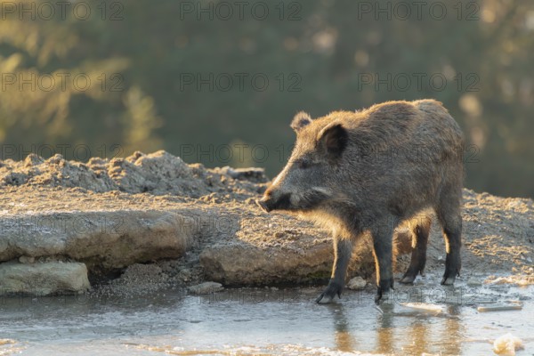 A wild boar (Sus scrofa) drinks water from a small frozen pond with broken ice