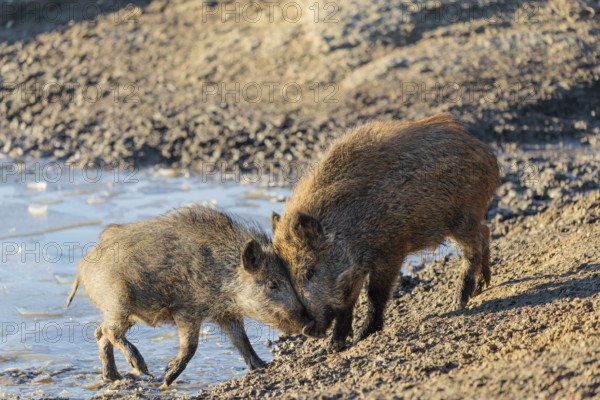 Two wild boar (Sus scrofa) (adult and young one) stand at the shore of a small frozen pond with broken ice