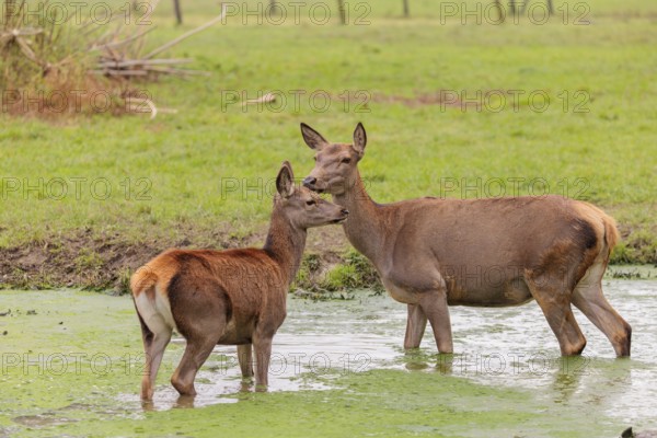 A red deer hind (Cervus elaphus) and her calf stand in a puddle in a meadow