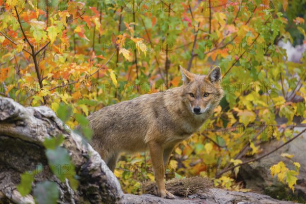 One golden jackal (Canis aureus) stands on a fallen tree trunk. Behind him is a tree in intense autumn colours