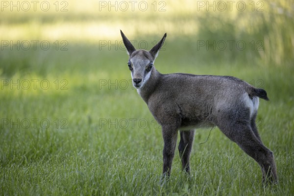 One young Chamois (Rupicapra rupicapra) standing on a fresh green meadow