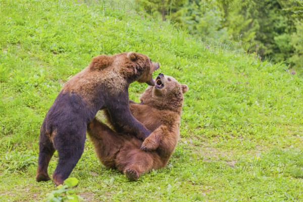 A young male Eurasian brown bear (Ursus arctos arctos) and a much older female show mating interest in each other