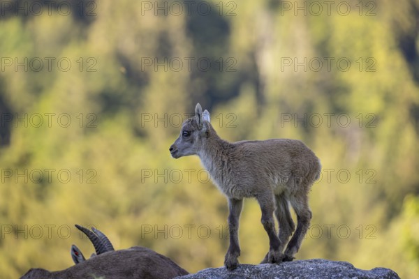 One baby ibex (Capra ibex) standing on hilltop. A bright green forest in the background