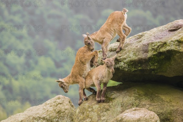 Group of young ibex (Capra ibex) play on a rock