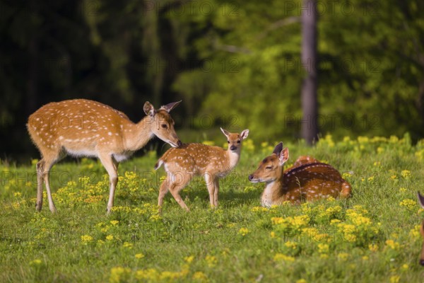 One female Manchurian sika deer or Dybowski's sika deer (Cervus nippon mantchuricus or Cervus nippon dybowskii) stands with her fawn on a meadow on hilly ground
