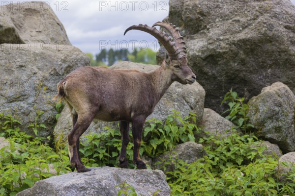 One male ibex (Capra ibex) stands on rocks. Sideview with some rocks and a distant forest in the background