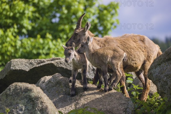 An adult female ibex (Capra ibex) and two of her babies standing on rocks