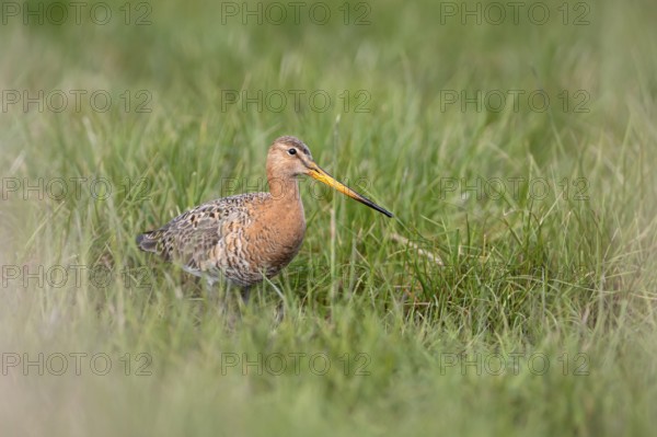 Black-tailed godwit (Limosa limosa), in a wet meadow, Ochsenmoor, Dümmer, Lemförde, Lower Saxony, Germany, Europe