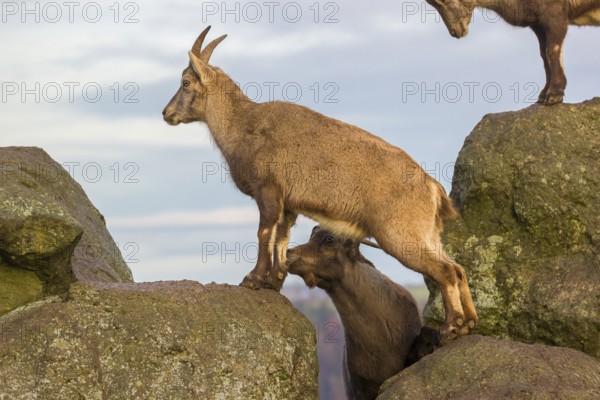 Two ibex (Capra ibex), a male and a female, stand on a rock. The male shows some flehming and sniffs on the female