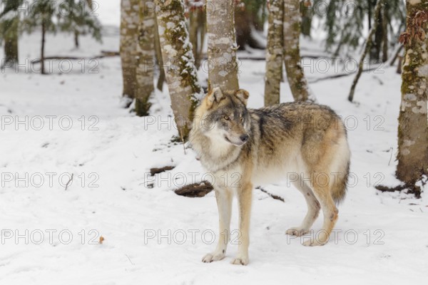A young grey wolf (Canis lupus lupus) stands on the snow-covered forest floor on a cold, cloudy day