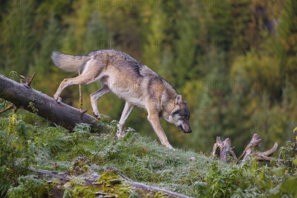 A Eurasian gray wolf (Canis lupus lupus) runs down a hill on a lying tree trunk. Early morning light on a frosty day. In the background you can see a forest in the fall foliage
