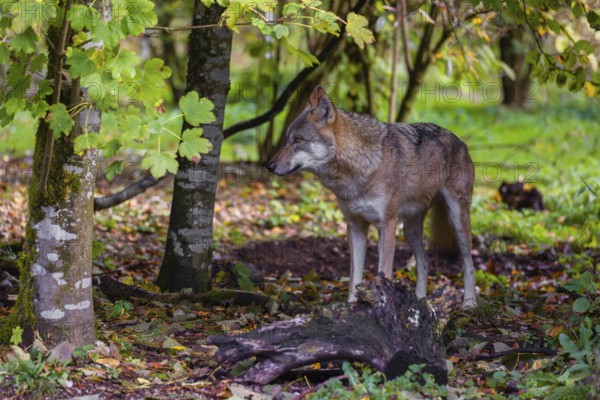 A gray wolf (Canis lupus lupus) runs through a forest
